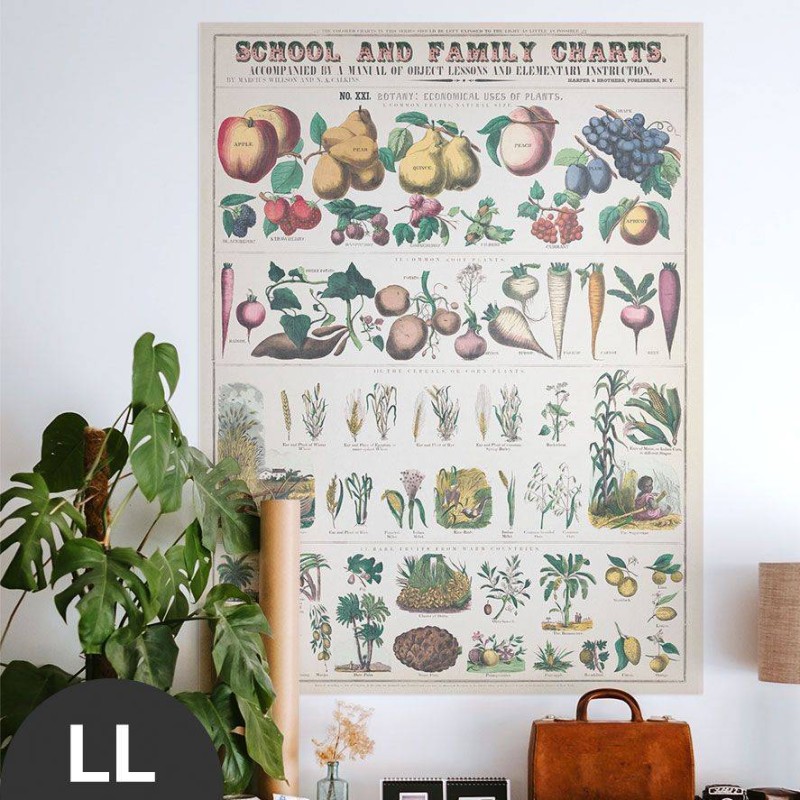 Hattan Art Poster Botanical: economically uses of plants / HP-00018