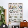 Hattan Art Poster Botanical: economically uses of plants / HP-00018