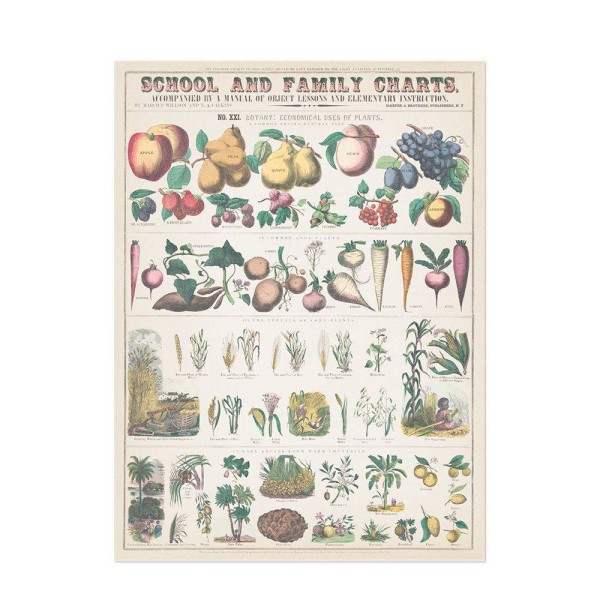 Hattan Art Poster Botanical: economically uses of plants / HP-00018