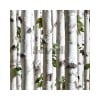 KOZIEL | Young Birches Forest | 8888-154