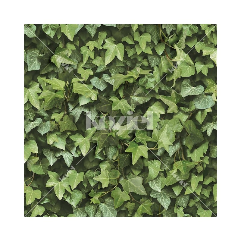 KOZIEL | Ivy Wall | 8888-401