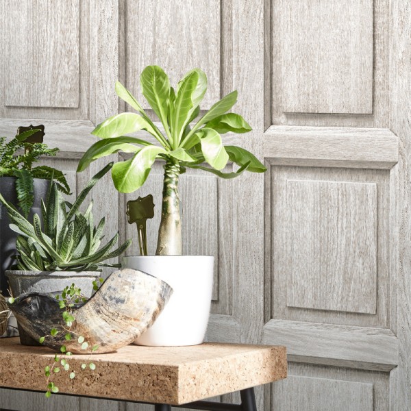 KOZIEL | Gray Oak Wood English Paneling | 8888-320