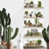 8888-850 | Cactus Shelves Single Strip 