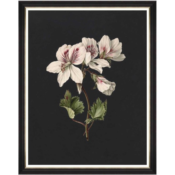 MINDTHEGAP | DELICATE BLOOM Framed Art