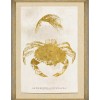 MINDTHEGAP | CARIBBEAN SEA LIFE Framed Art