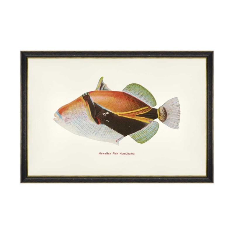 MINDTHEGAP | FISHES OF HAWAII Framed Art