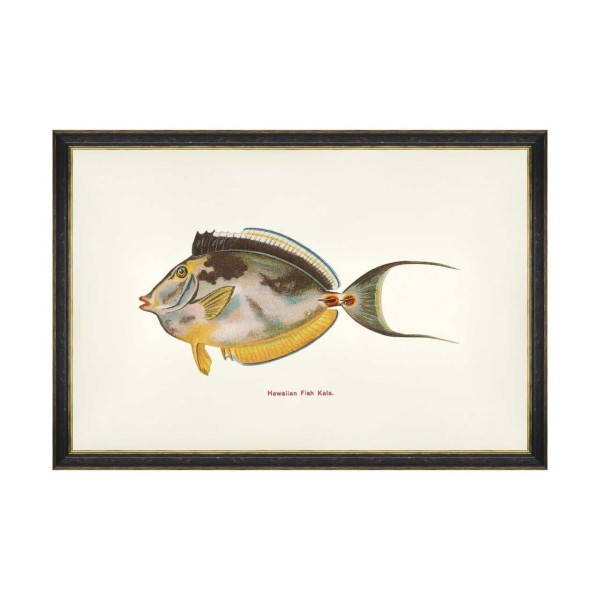 MINDTHEGAP | FISHES OF HAWAII Framed Art