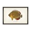 MINDTHEGAP | FISHES OF HAWAII Framed Art