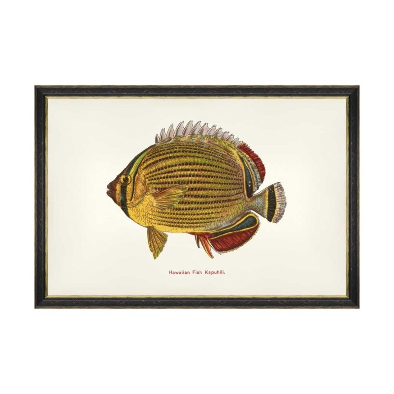 MINDTHEGAP | FISHES OF HAWAII Framed Art