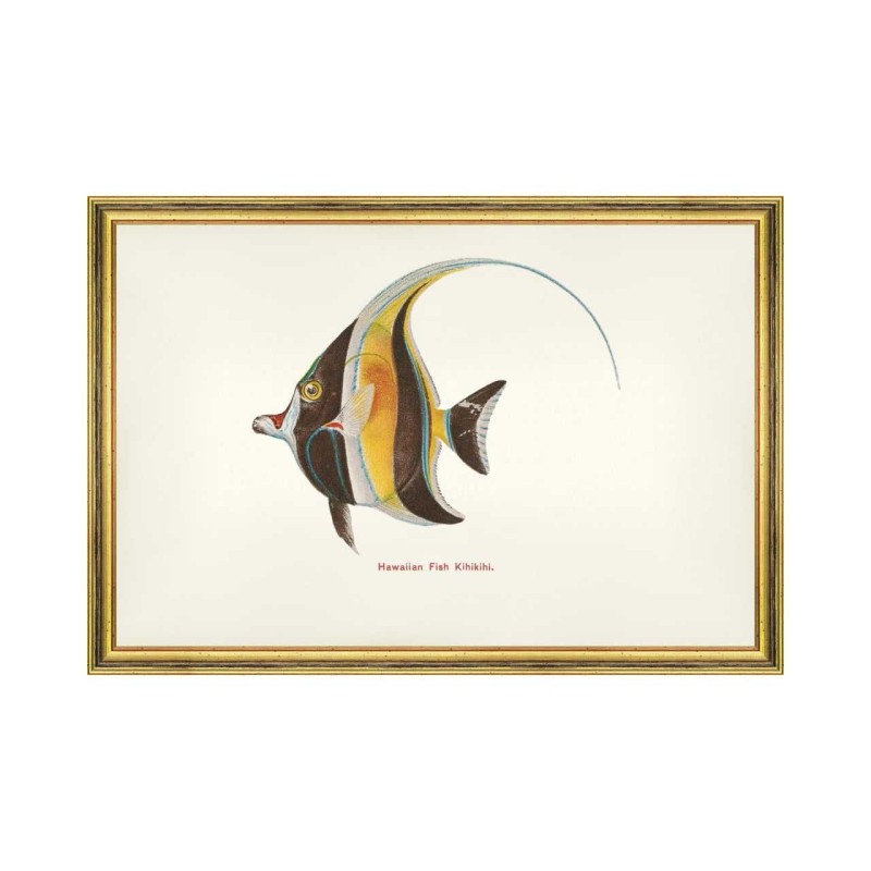 MINDTHEGAP | FISHES OF HAWAII Framed Art