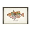 MINDTHEGAP | FISHES OF HAWAII Framed Art