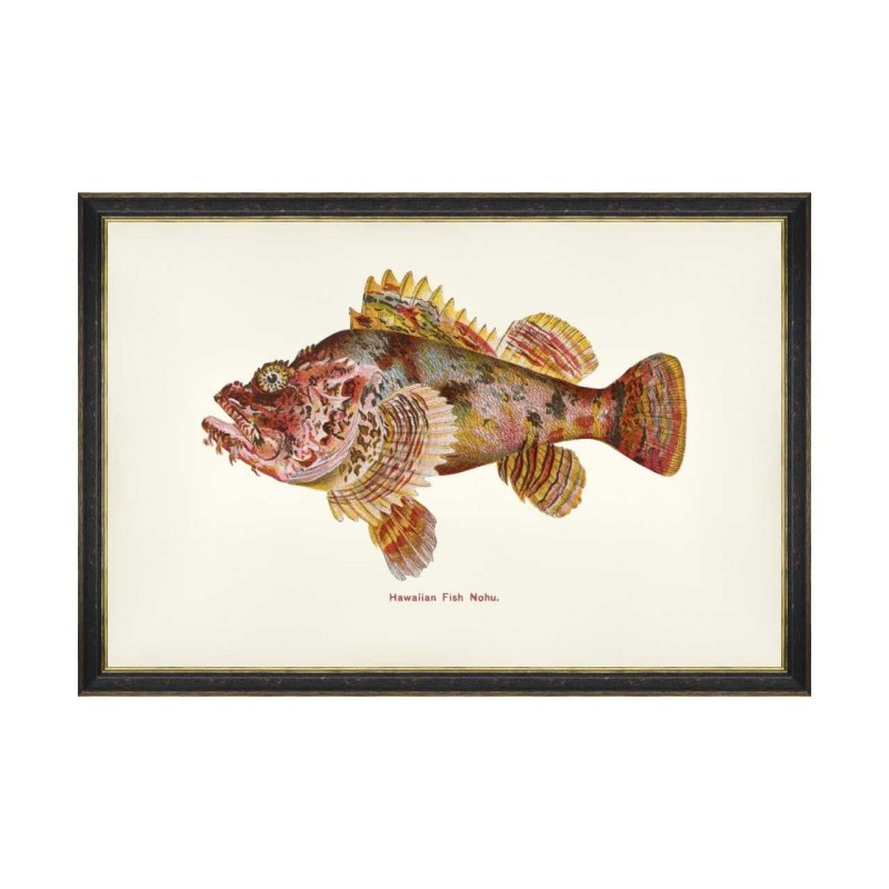 MINDTHEGAP | FISHES OF HAWAII Framed Art