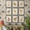 MINDTHEGAP | PARROTS OF BRAZIL Framed Art