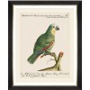 MINDTHEGAP | PARROTS OF BRAZIL Framed Art