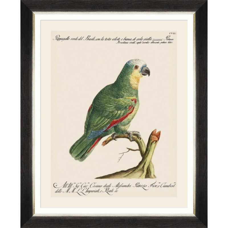 MINDTHEGAP | PARROTS OF BRAZIL Framed Art