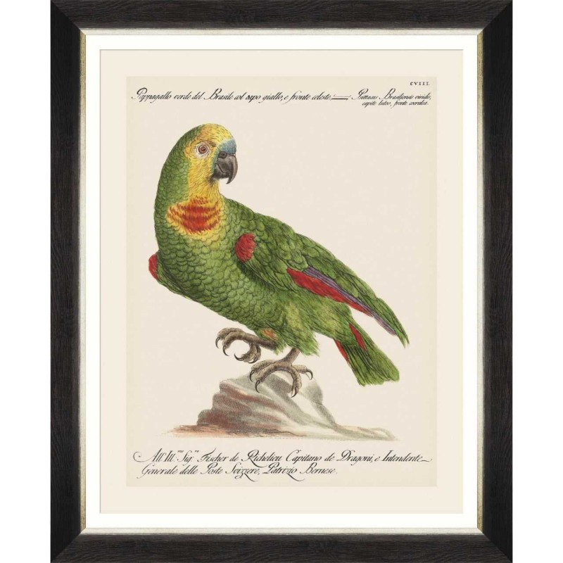 MINDTHEGAP | PARROTS OF BRAZIL Framed Art