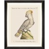 MINDTHEGAP | PARROTS OF BRAZIL Framed Art