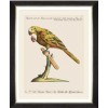 MINDTHEGAP | PARROTS OF BRAZIL Framed Art