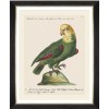 MINDTHEGAP | PARROTS OF BRAZIL Framed Art