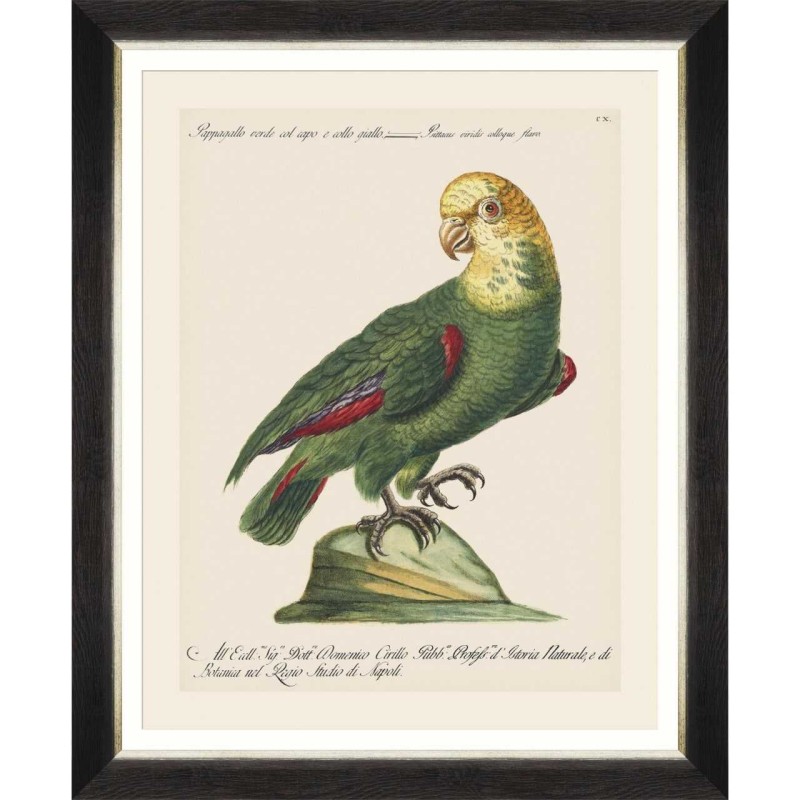 MINDTHEGAP | PARROTS OF BRAZIL Framed Art