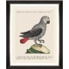 MINDTHEGAP | PARROTS OF BRAZIL Framed Art