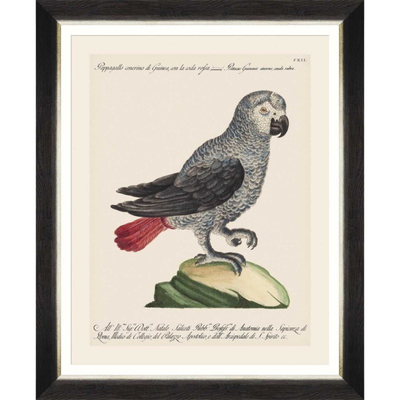 MINDTHEGAP | PARROTS OF BRAZIL Framed Art