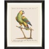 MINDTHEGAP | PARROTS OF BRAZIL Framed Art