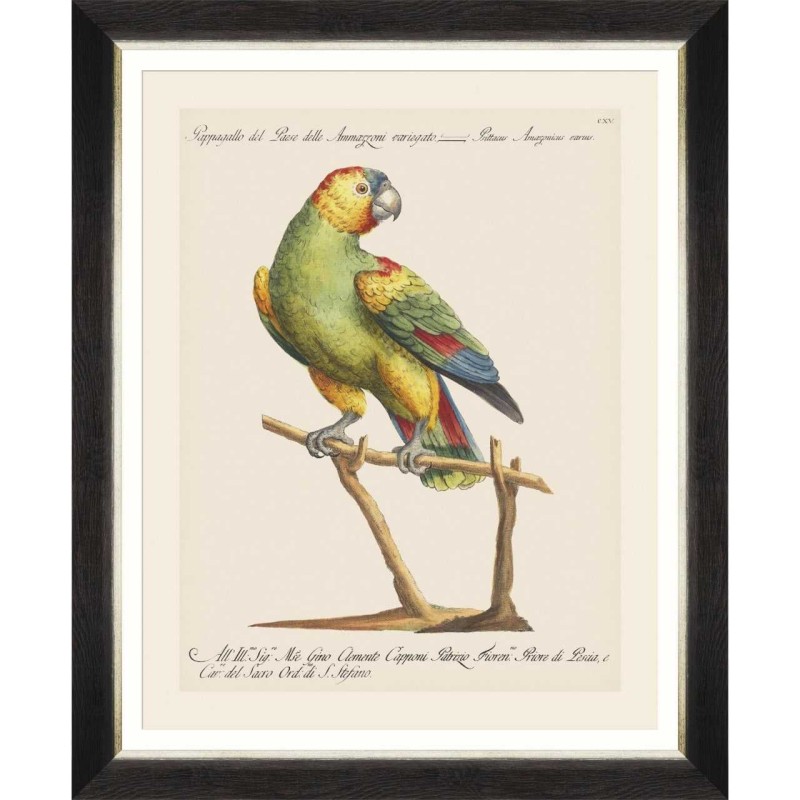 MINDTHEGAP | PARROTS OF BRAZIL Framed Art