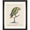 MINDTHEGAP | PARROTS OF BRAZIL Framed Art