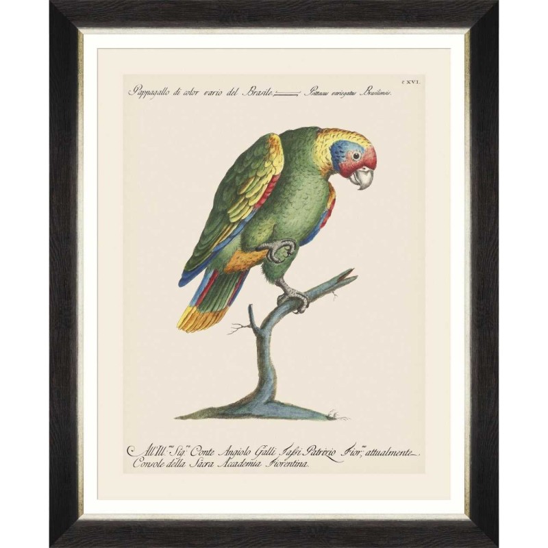 MINDTHEGAP | PARROTS OF BRAZIL Framed Art