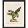 MINDTHEGAP | PARROTS OF BRAZIL Framed Art