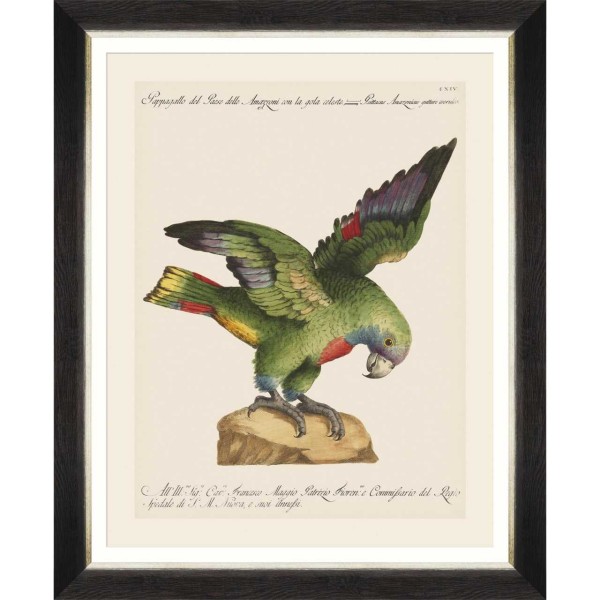 MINDTHEGAP | PARROTS OF BRAZIL Framed Art