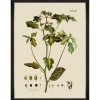 MINDTHEGAP | BOTANICAL Framed Art