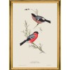 MINDTHEGAP | BIRDS Framed Art