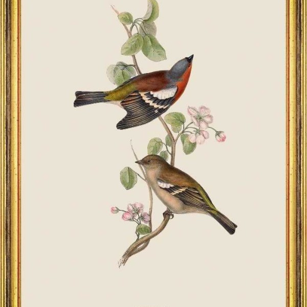 MINDTHEGAP | BIRDS Framed Art