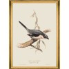 MINDTHEGAP | BIRDS Framed Art