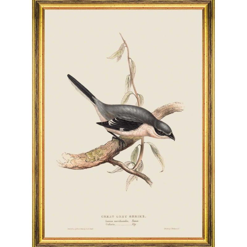 MINDTHEGAP | BIRDS Framed Art