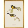 MINDTHEGAP | BIRDS Framed Art