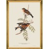 MINDTHEGAP | BIRDS Framed Art