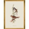 MINDTHEGAP | BIRDS Framed Art