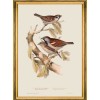 MINDTHEGAP | BIRDS Framed Art