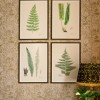 MINDTHEGAP | FERNS Framed Art