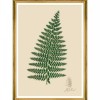 MINDTHEGAP | FERNS Framed Art