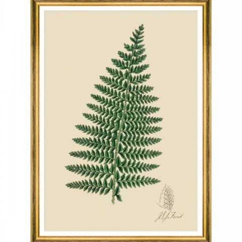 MINDTHEGAP | FERNS Framed Art