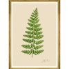 MINDTHEGAP | FERNS Framed Art