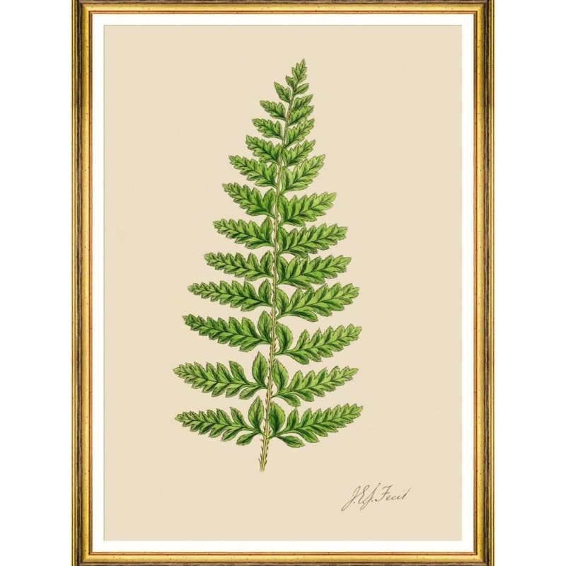 MINDTHEGAP | FERNS Framed Art