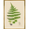 MINDTHEGAP | FERNS Framed Art