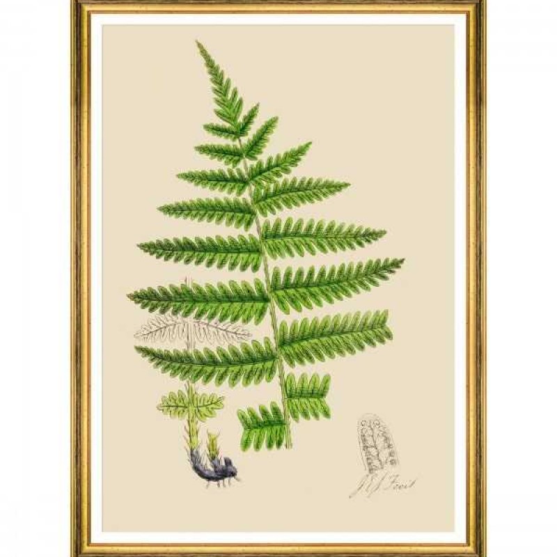 MINDTHEGAP | FERNS Framed Art