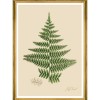 MINDTHEGAP | FERNS Framed Art