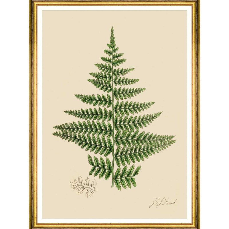 MINDTHEGAP | FERNS Framed Art